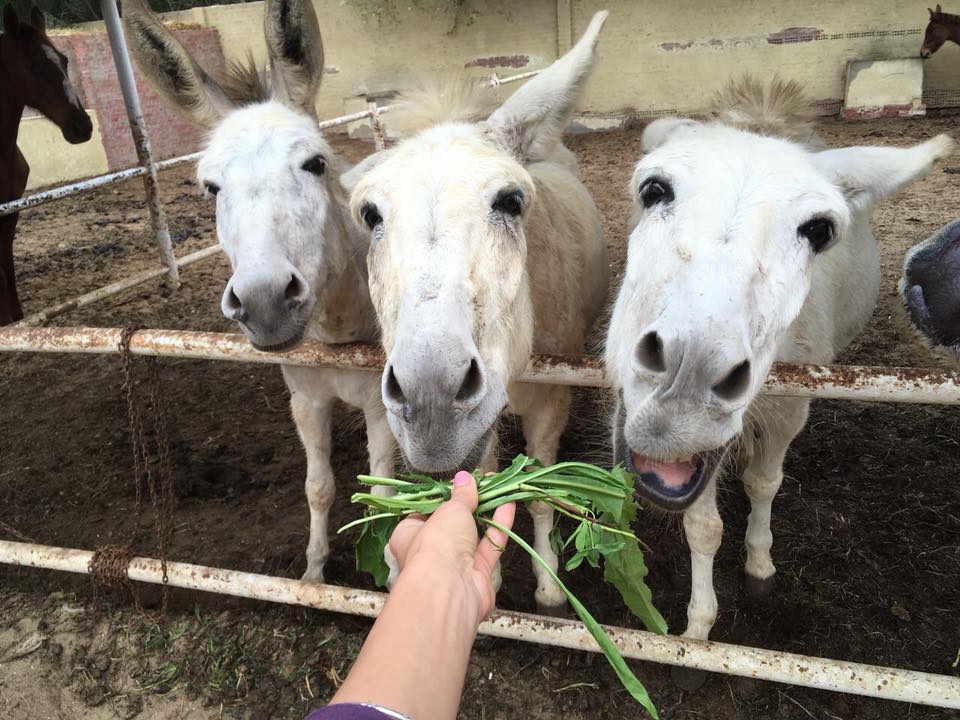 Al Sorat Farm