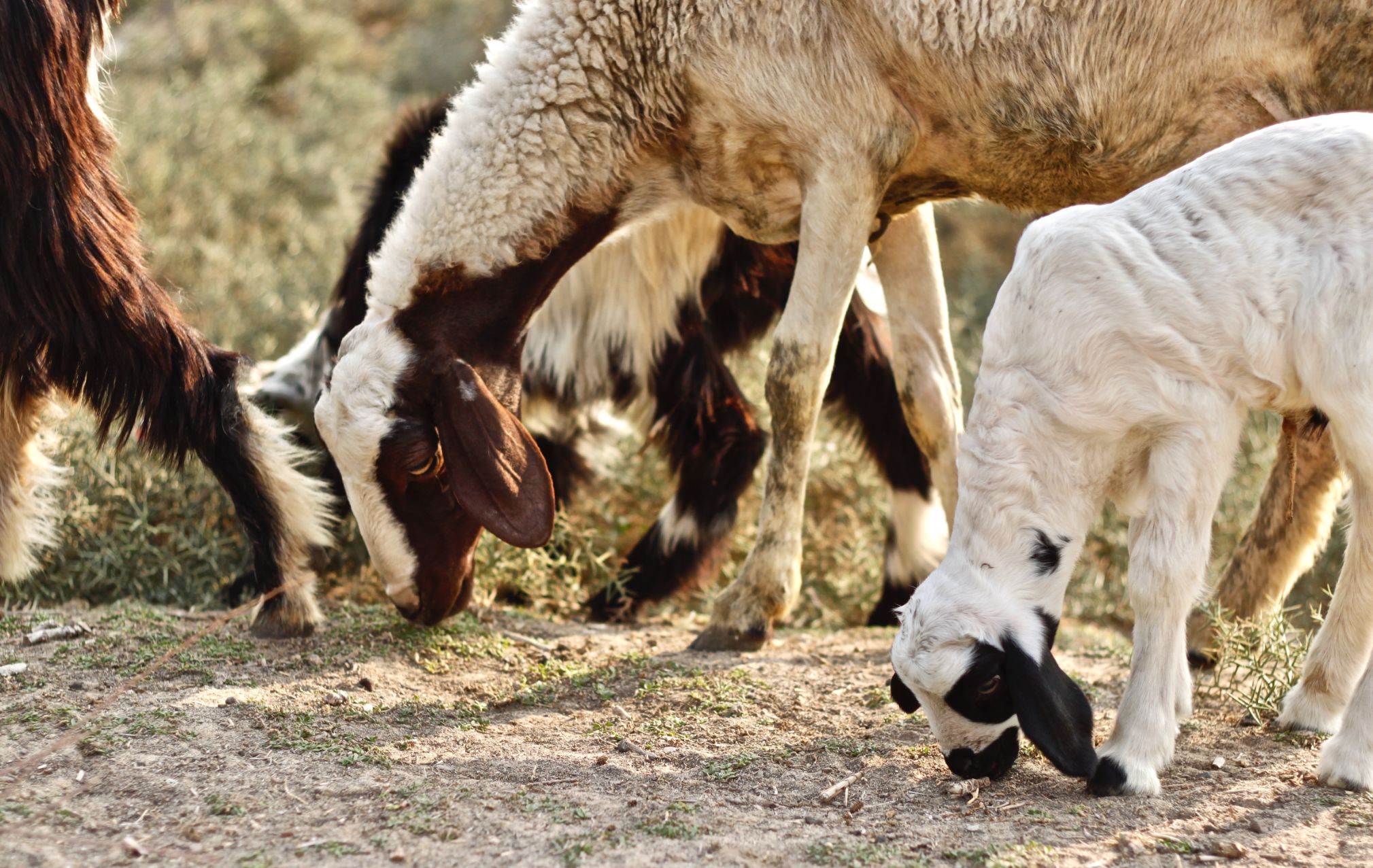 A Day for Animal Lovers