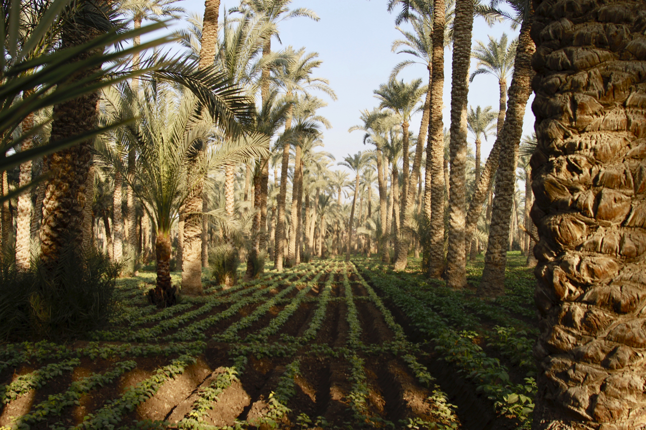 Explore Dahshur
