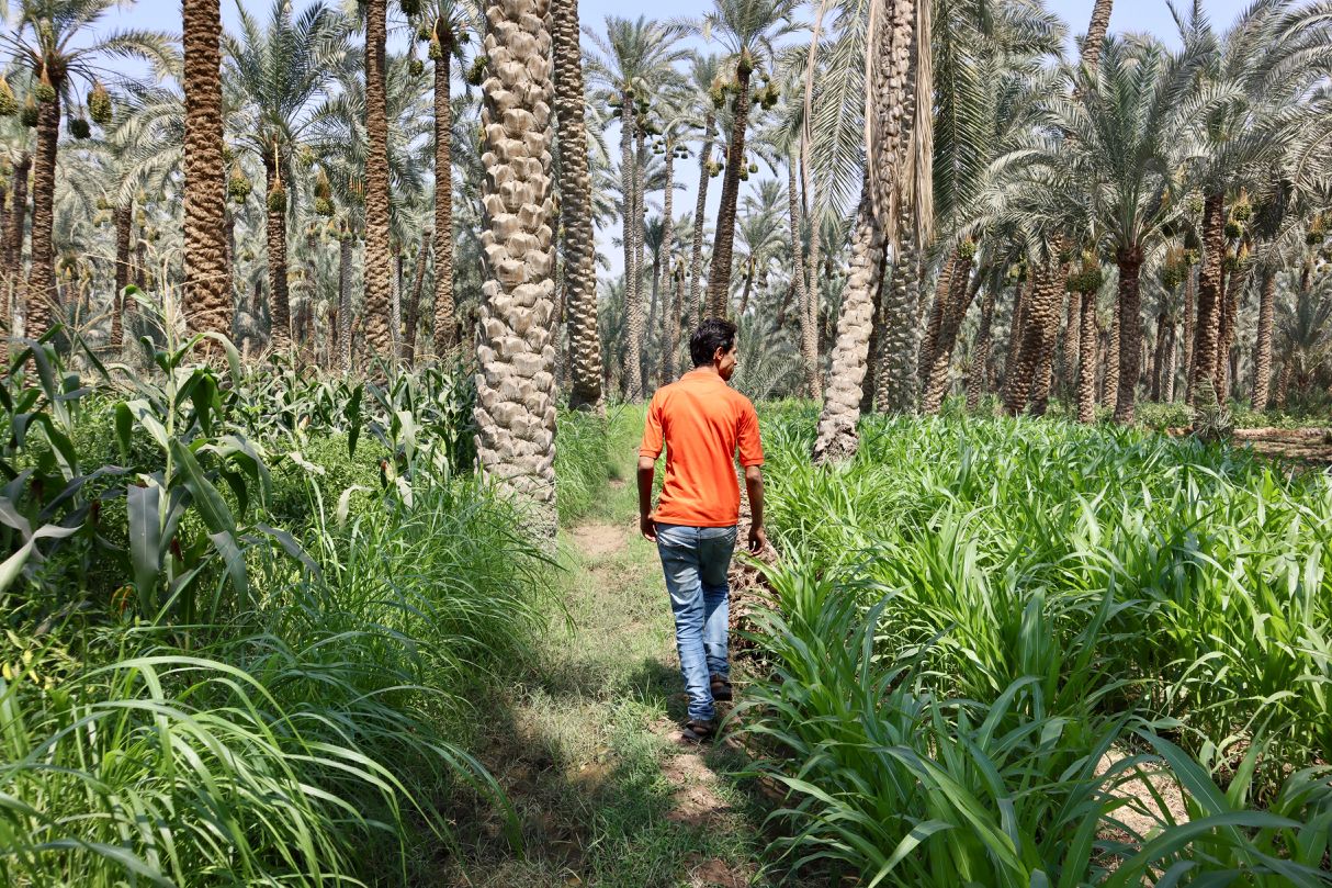 Dahshur Today