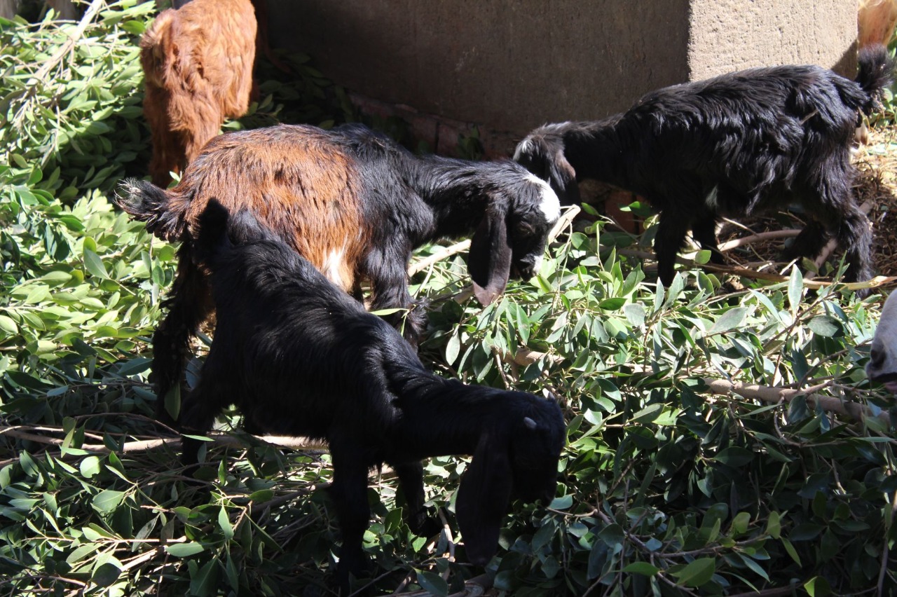 Al Sorat Farm