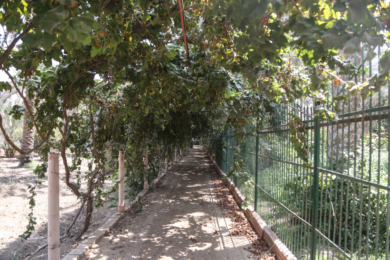 Snefru Guesthouse in Dahshur