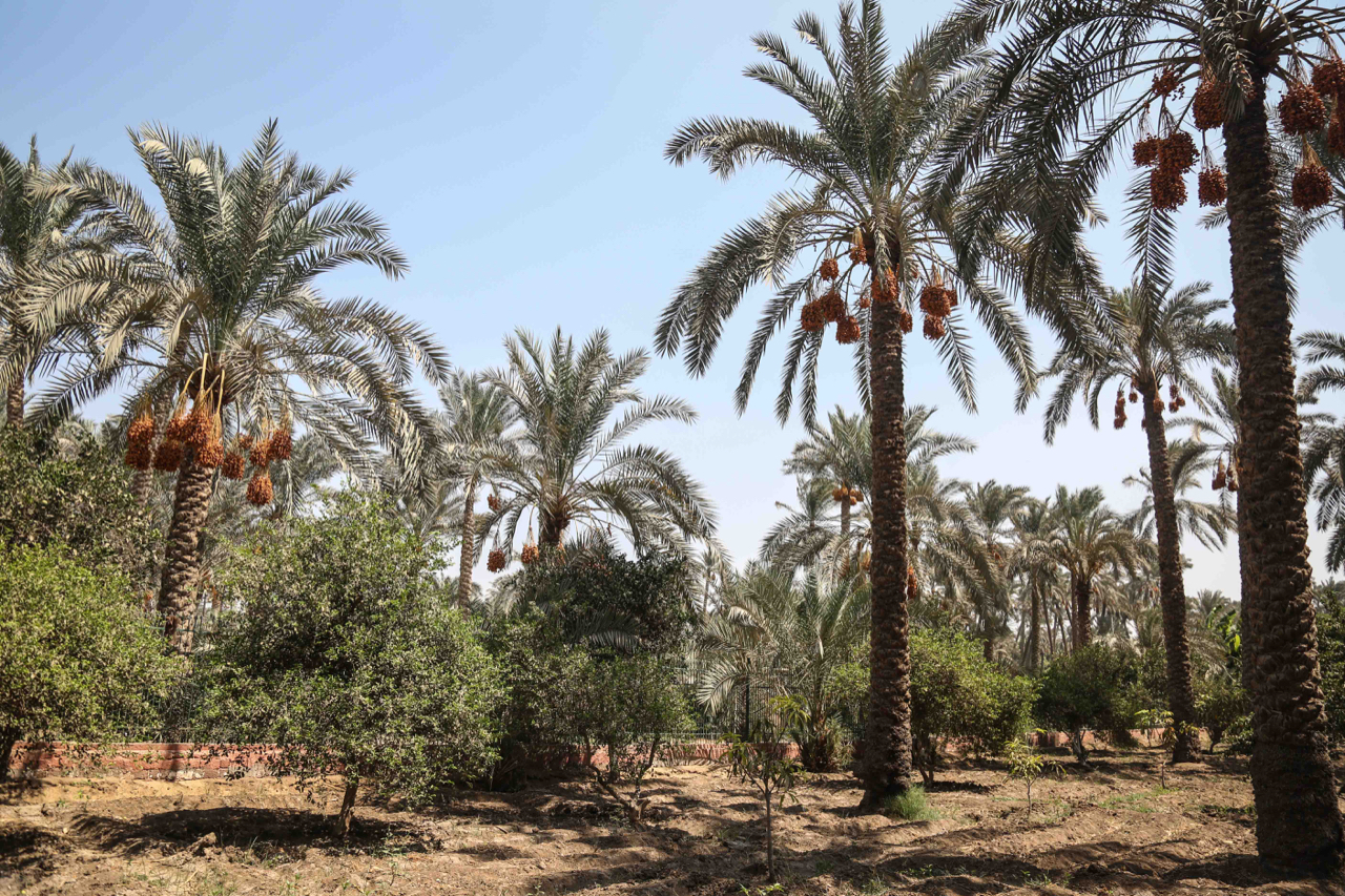 Snefru Guesthouse in Dahshur