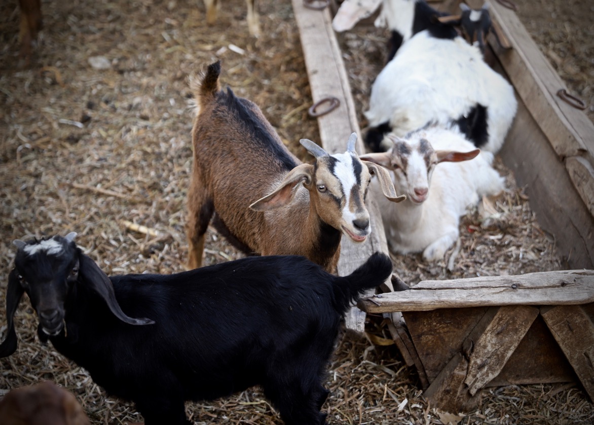 A Day for Animal Lovers