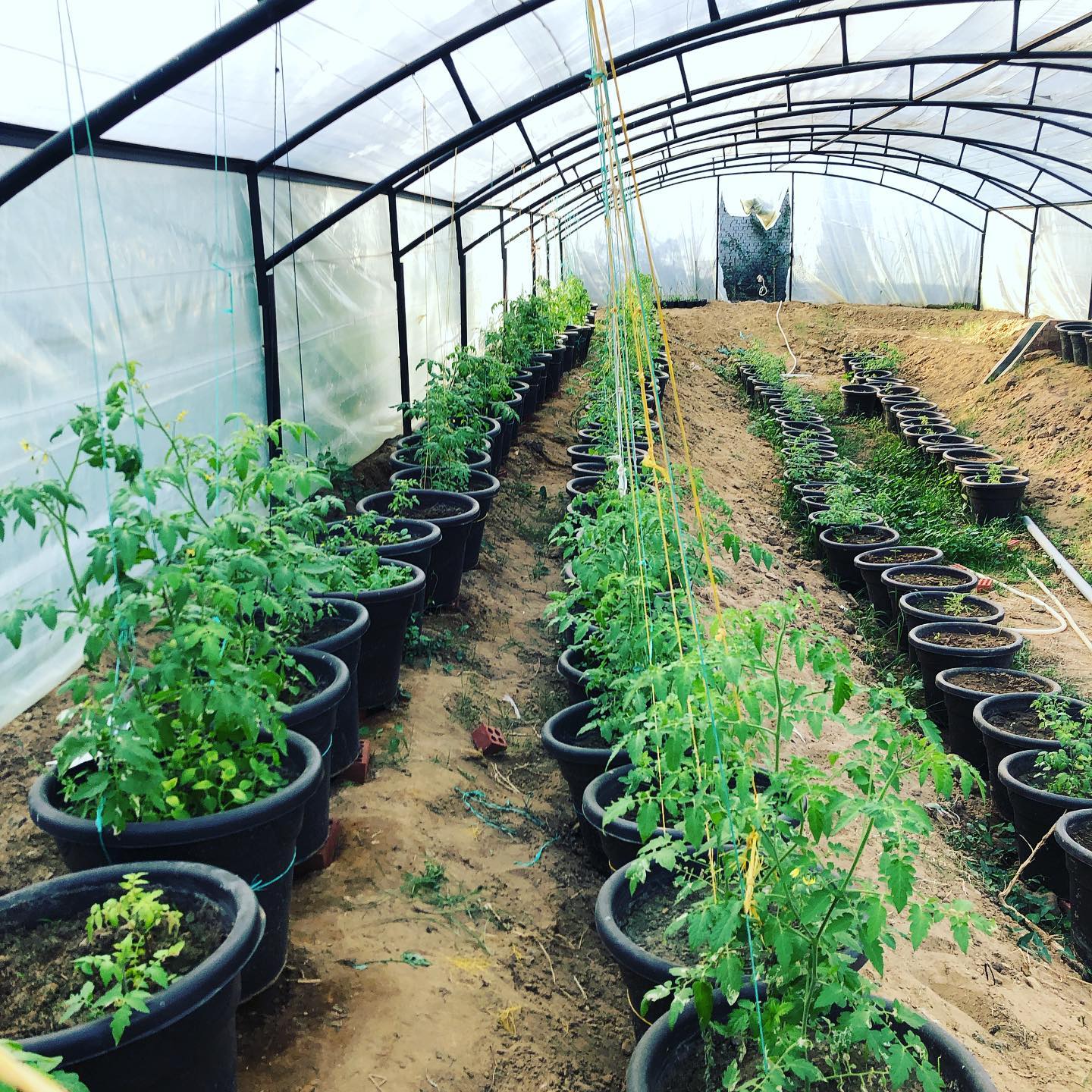 Al Sorat Farm
