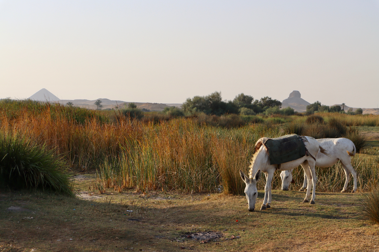 Explore Dahshur