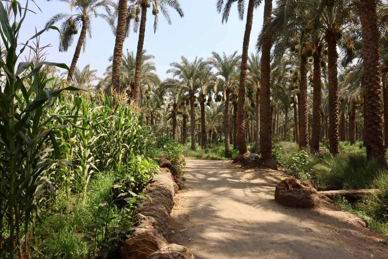 Saqqara & Dahshur