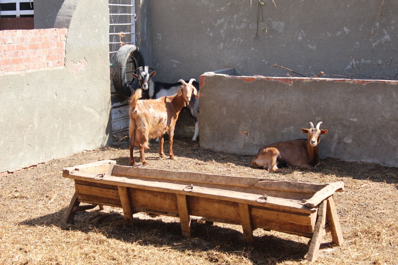 Al Sorat Farm