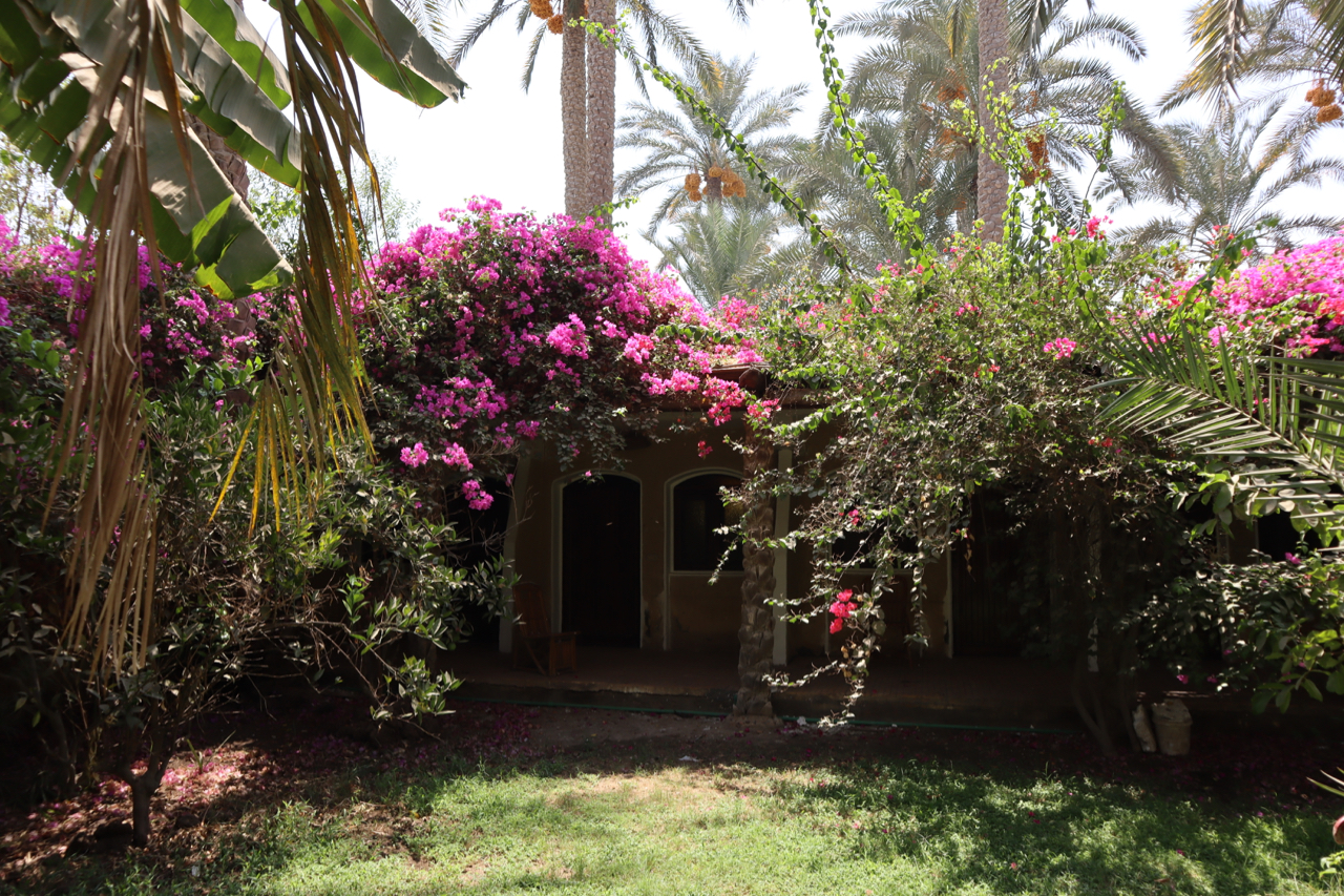 Blue Lotus Guesthouse in Saqqara