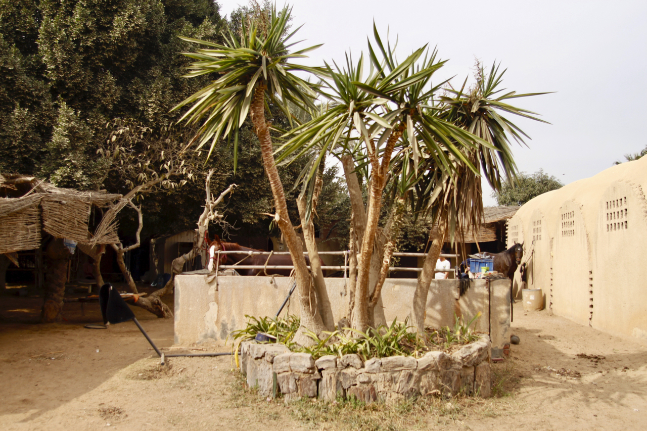Laila Oasis Arabians