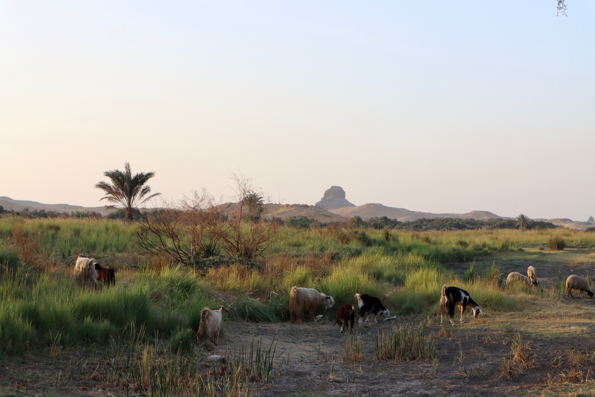 Saqqara & Dahshur