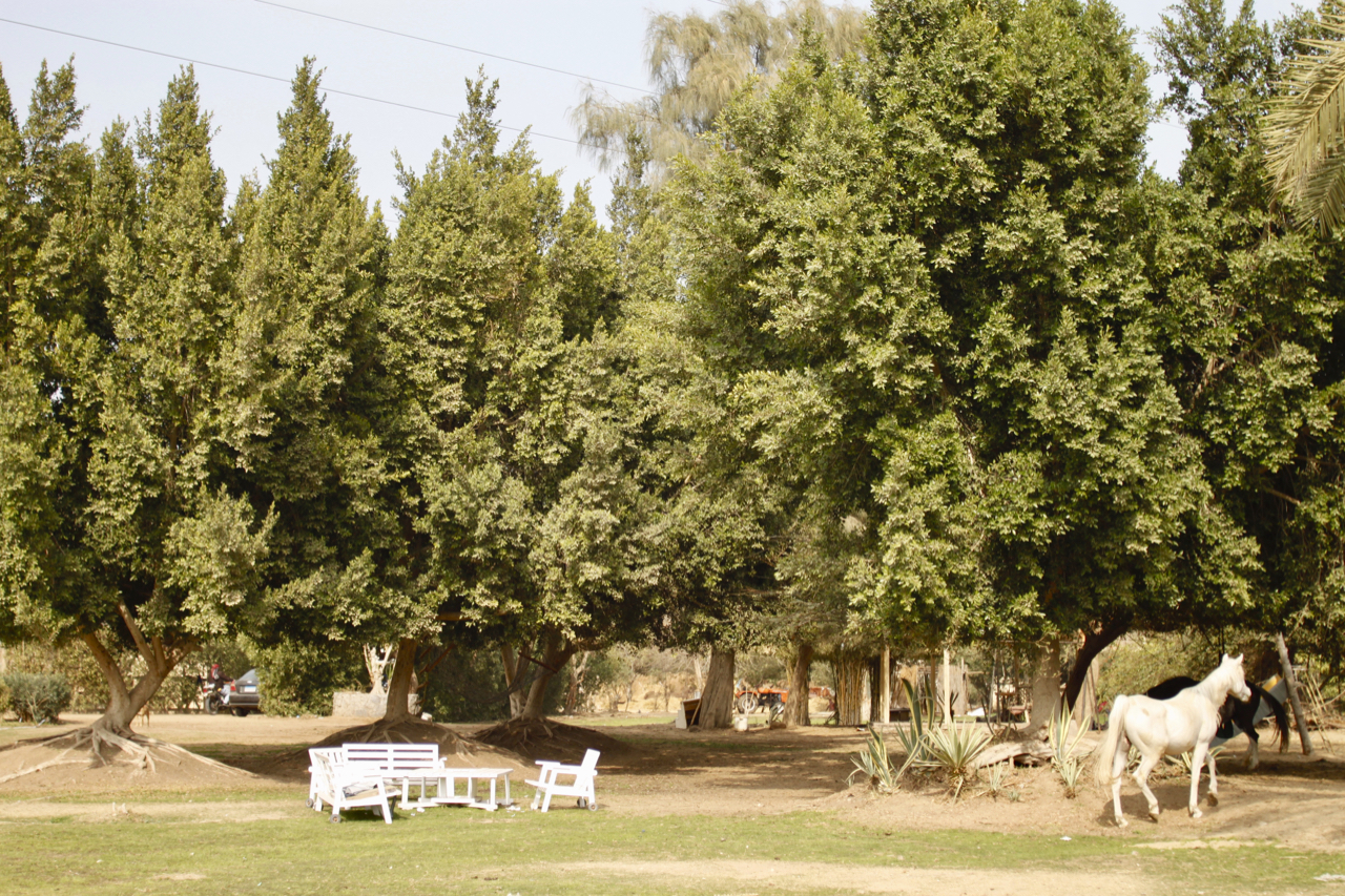 Laila Oasis Arabians